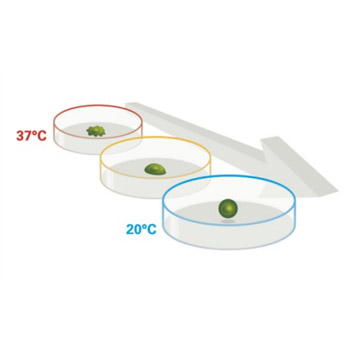 UpCell 溫度感應細胞培養表面